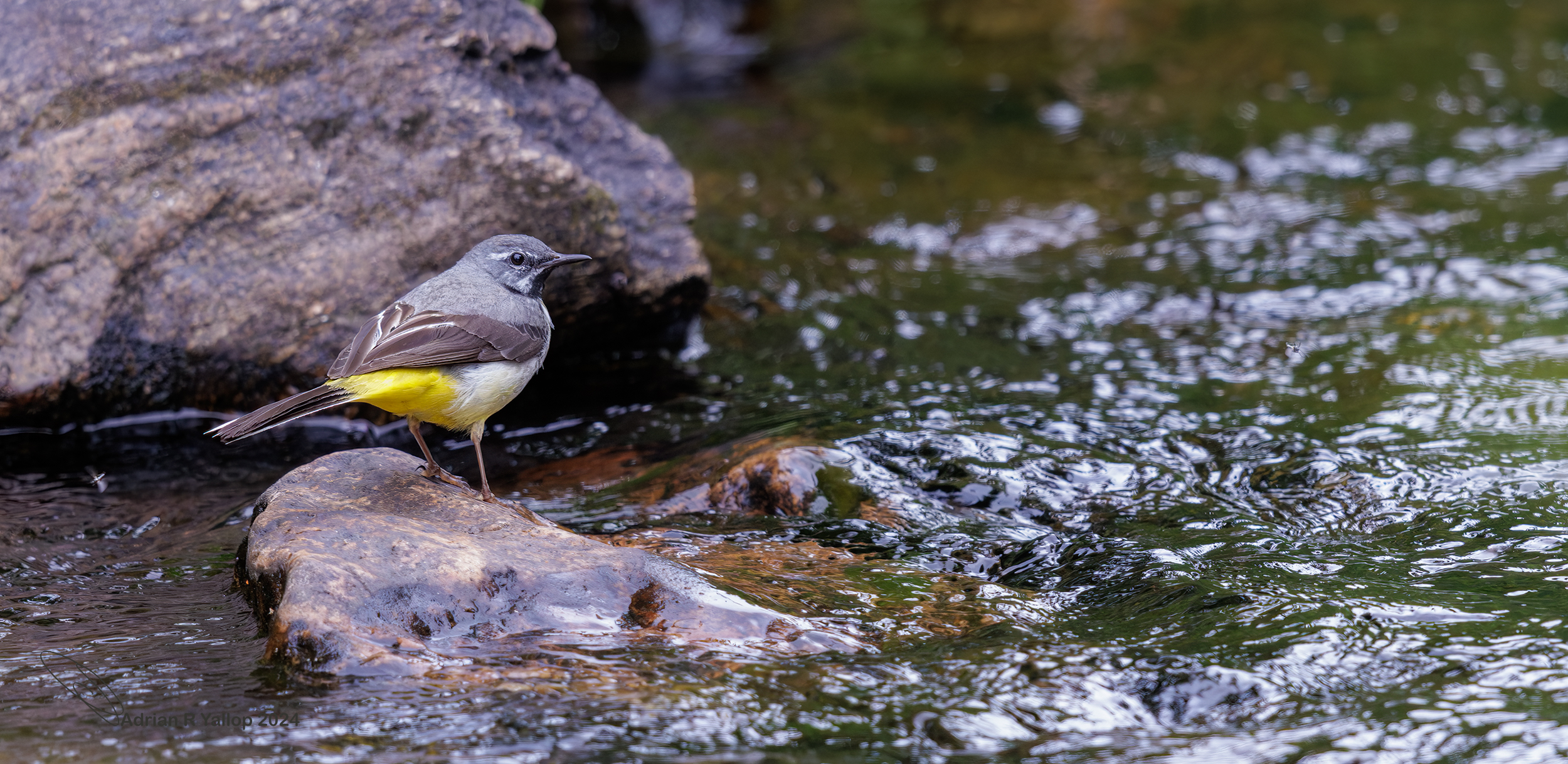 grey wagtail in a stream
